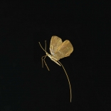 Gold butterfly broach with a long pointed tail, made by Greek contemporary artist Eleni Kolaitou of the Greek art gallery, AK in Santorini